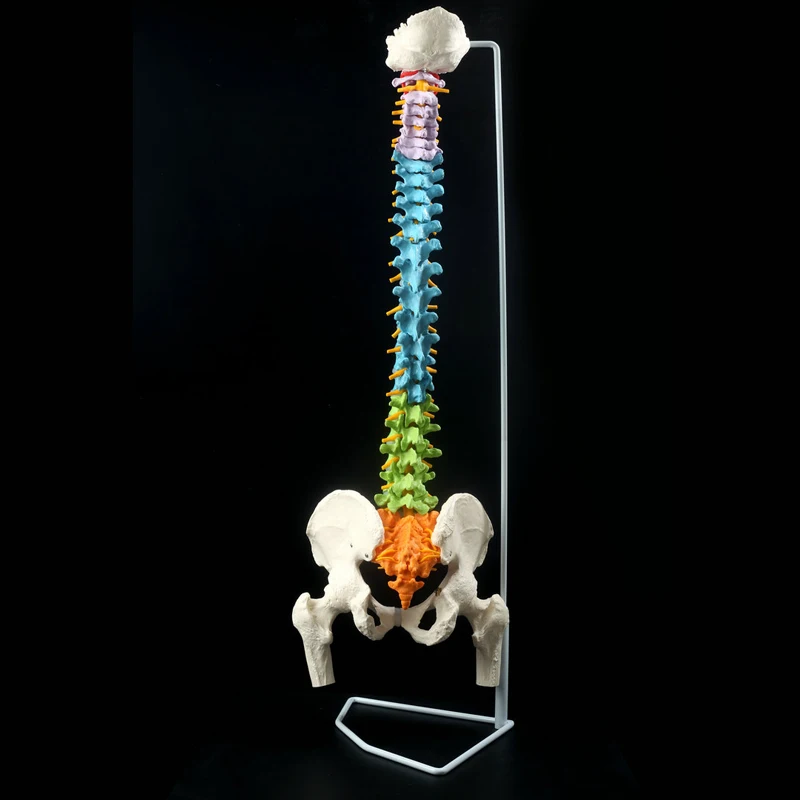 

1:1 Human Spine with Pelvic Model,Color with Pelvic Spine Model Human Anatomical Anatomy Spine Medical Model +Stand Fexible