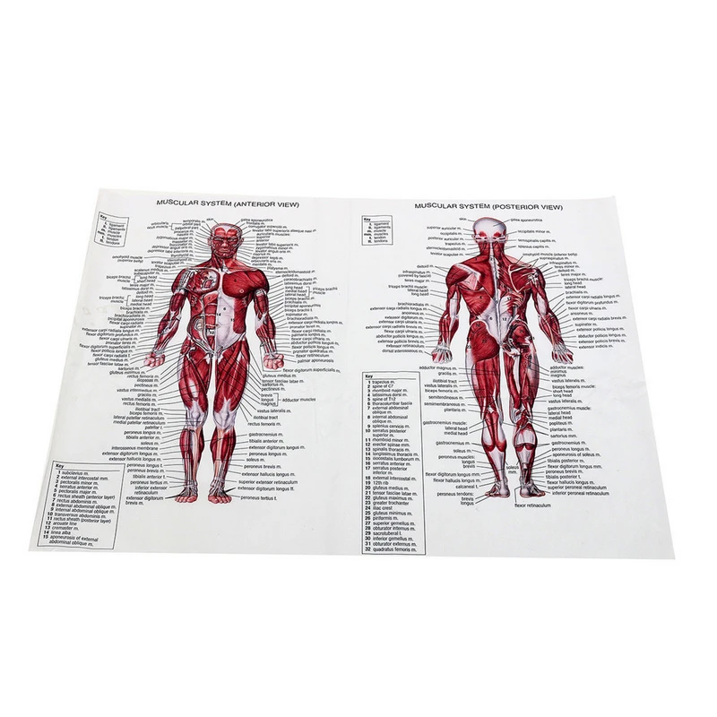 1pc Muscle System Posters Anatomy Chart Human Body Educational Home Decor Silk Cloth Body Muscle Wall Pictures 60 x 80cm