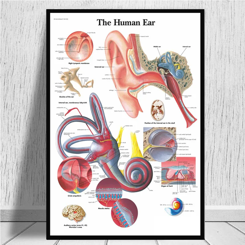 Анатомическая карта Анатомия Человеческого Тела Медицинский художественный постер Картина Настенная картина для домашнего декора плакаты и принты - Цвет: 0001