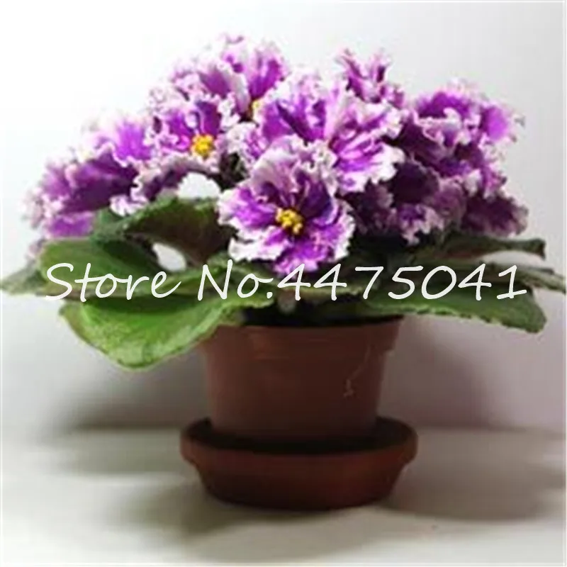 Hot! 100 Pcs Mix Color Available African Violet Bonsai For Viewing Flower Evening-Scented Stock Violet Perennial Herb Violets Hot! 100 Pcs Mix Color Available African Violet Bonsai For Viewing Flower Evening-Scented Stock Violet Perennial Herb Violets