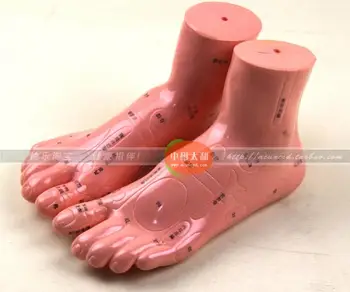 

Reflexology model 17cm foot model Point Model Foot Reflexology foot hole free shipping