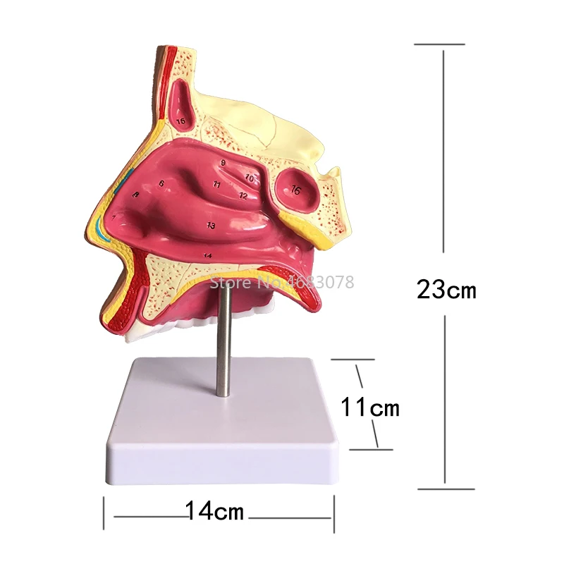 

23x14CM Anatomical model of human nasal cavity Teaching Model of Hospital Doctor-patient Communication