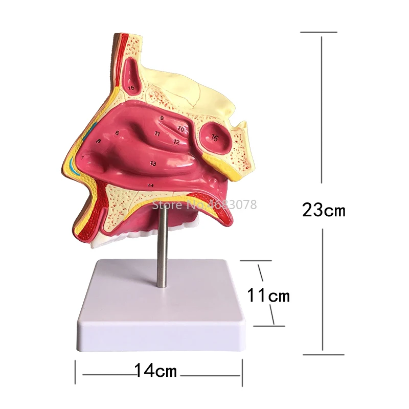 Анатомическая модель носовой полости человека 23x14x11 см, обучающая модель больничного доктора-пациента