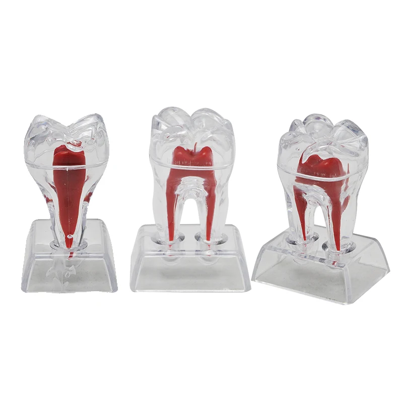  2016 NEW Arrival Dental Crystal Base Hard Plastic Teeth Tooth Molar Model Fit for Smile 
