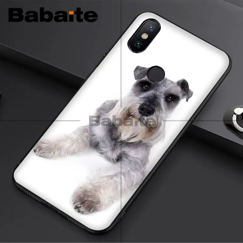 Miniature schnauzer puppy dog