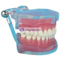 Heymodel прозрачный полный рот съемные зубы модели