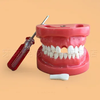 

Dental detachable tooth model Posture dental practice model Simulation model of oral materials