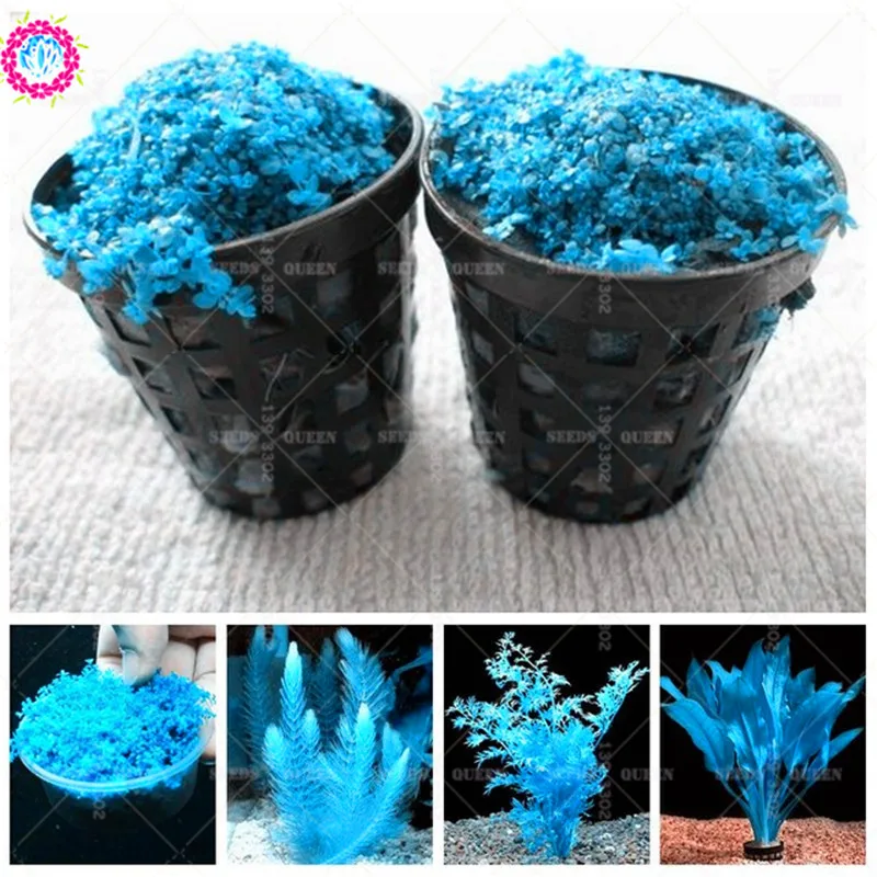 

500pcs Blue Live Fern Moss Aquarium Grass DIY Fish Tank Background Aquatic Plants Indoor Ornamentals Aquarium Decoration