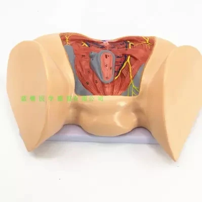 Женская промежность модель промежность анатомическая модель Гинекологическая анатомическая модель женская генитальная анатомическая модель