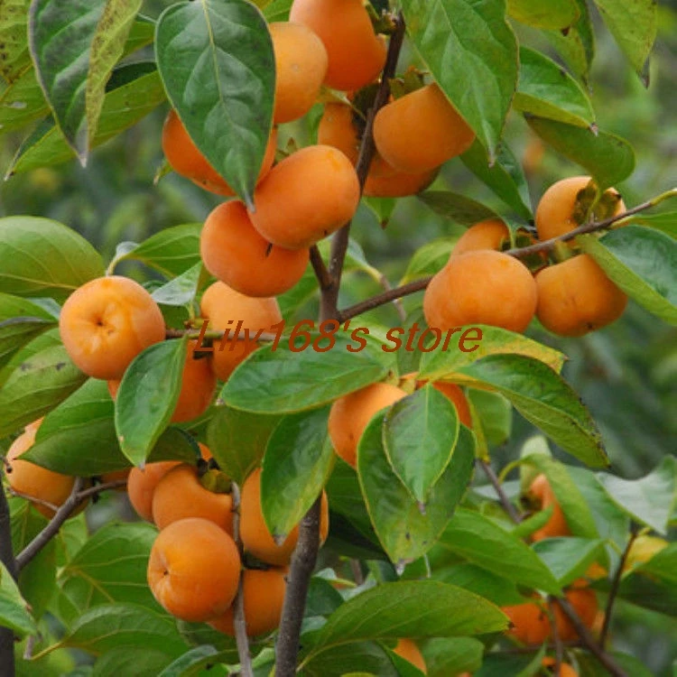 

10 pcs Exotic Kaki Tree Outdoor Non-GMO Diospyros Kaki Bonsai Sweet and Juicy Fruit persimmon tree Bonsai