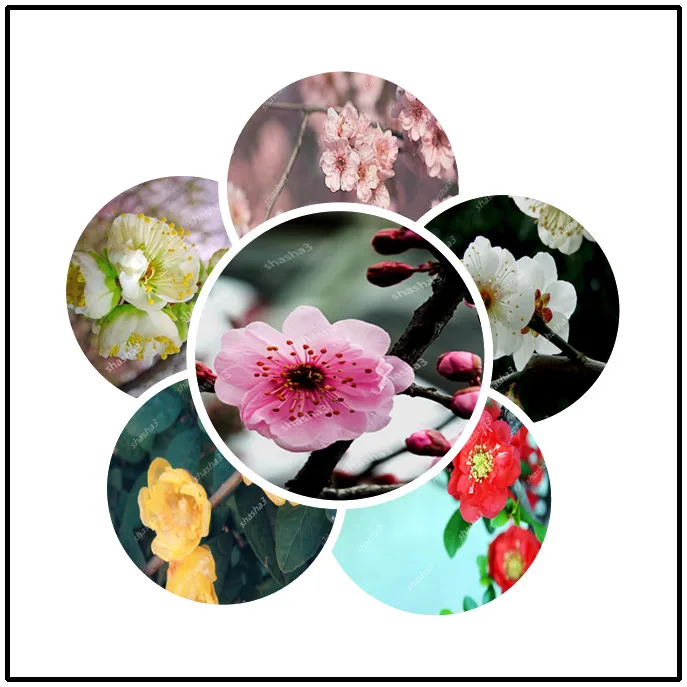 

20pcs Plum blossom bonsai Chimonanthus praecox bonsai tree Winter Sweet flowers for home garden indoor potted plants