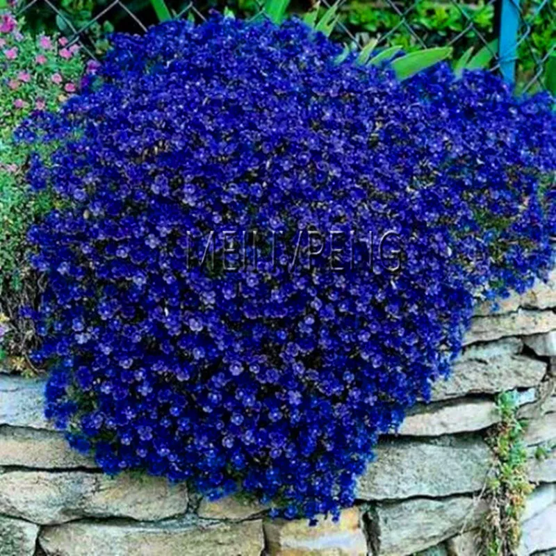 Big Promotion!100 pcs/bag Creeping Thyme Bonsai or Multi-color ROCK CRESS Plant - Perennial flower Garden Ground cover flower g Big Promotion!100 pcs/bag Creeping Thyme Bonsai or Multi-color ROCK CRESS Plant - Perennial flower Garden Ground cover flower g