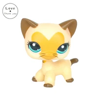 Pet toys Short Hair cat 3573 Tan Brown Heart Face with blue eyes kitty pet standing