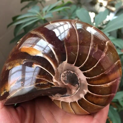 

Rare Gorgeous Jade Ammonite Fossil Specimen Shell Healing, Madagascar