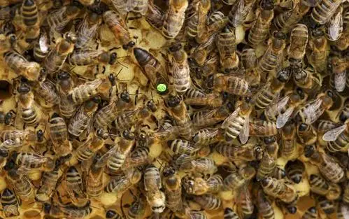 Ручка с Пчелой 1 шт. Пчеловодство Маркировка Маркер 8 цветов пчеловод хайлайтер пчел и оборудование пчеловодства инструменты