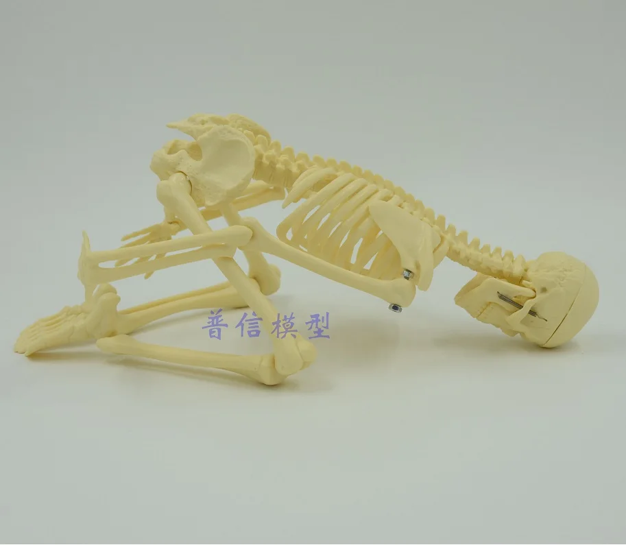 45cm small Skeleton model human Medical Science bone model