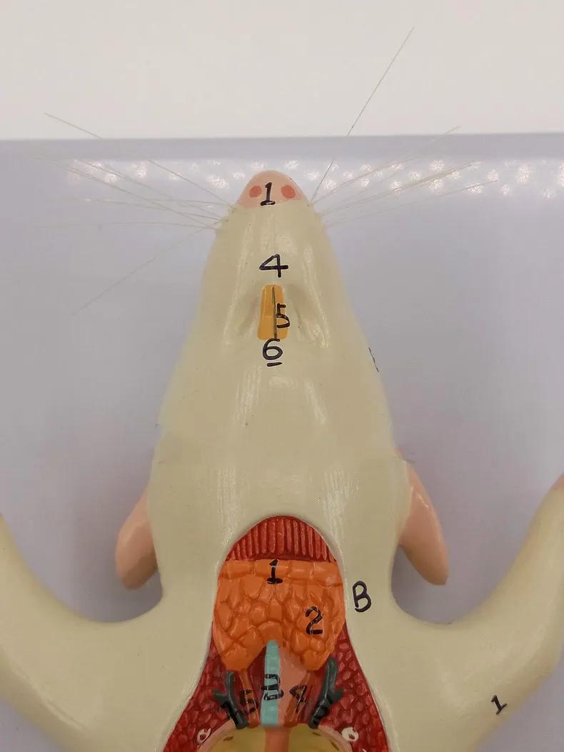 Собранная мышь анатомическая модель образца Oxyphylla кусок вместе модель мыши Анатомия животного медицинское преподавание Биологии модель