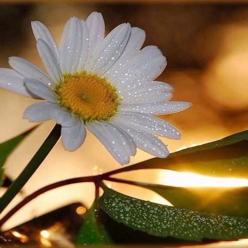 

DIY White Daisy Diamond Embroidery Painting Home Decor Flowers Diamond Picture Stitch Full Round Mosaic Needlework