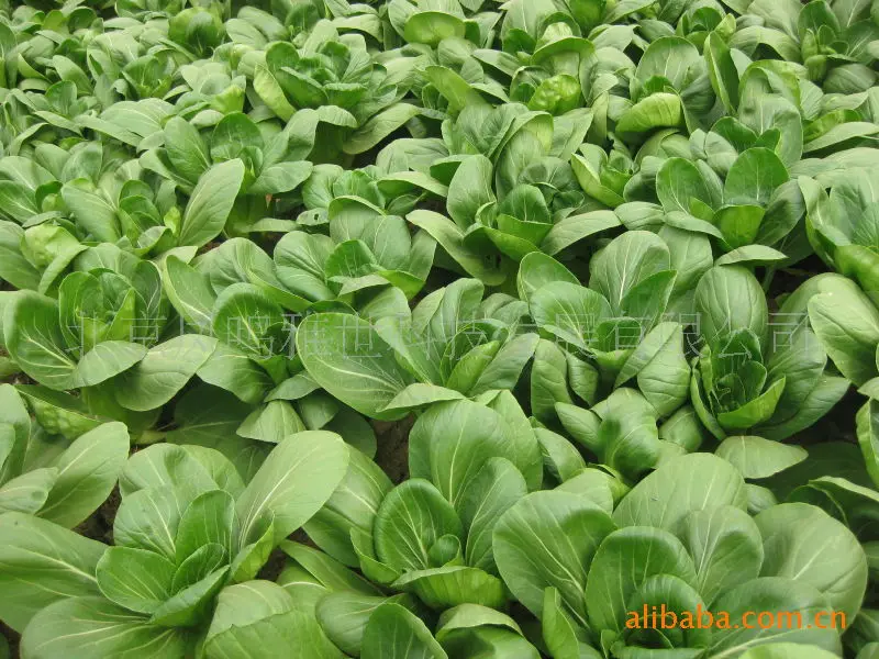 

Hot cabbage bonsai Xia Guanqing Terrier organic vegetable bonsais 100pcs
