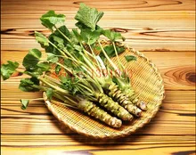 200 pcs Wasabi Seeds, Japanese Horseradish Seed Vegetable Seeds Bonsai Plant DIY Home Garden Plants