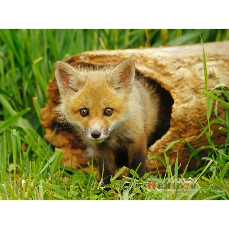 

Full 5D DIY Square Diamond Painting Cross Stitch -Tree hole fox- 3d Round Embroidery Mosaic Resin Home Decor Gift WW-004515