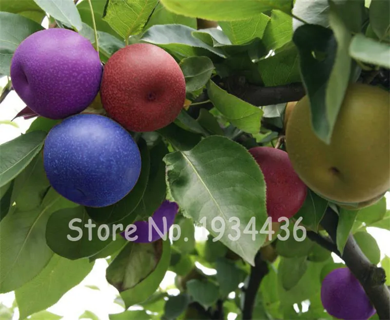 50 Pcs Exotic Original Pear Bonsai Fruit Rare Garden Plant For Flower Pot Planters Bonsai Tree Quality Seedsplants Fruit Potted 50 Pcs Exotic Original Pear Bonsai Fruit Rare Garden Plant For Flower Pot Planters Bonsai Tree Quality Seedsplants Fruit Potted