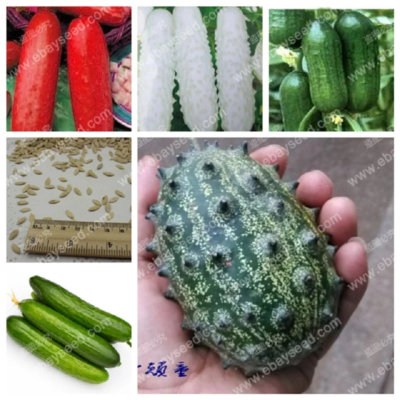 

Balcony cucumber bonsais 100%true cucumber bonsais varieties complete green fruits and vegetables - 20pcs