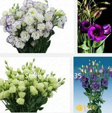 Garden Plant Sales promotion! 200 pieces eustoma seeds, potted seeds exotic, flower seed DIY home office decoration Bonsai Seed