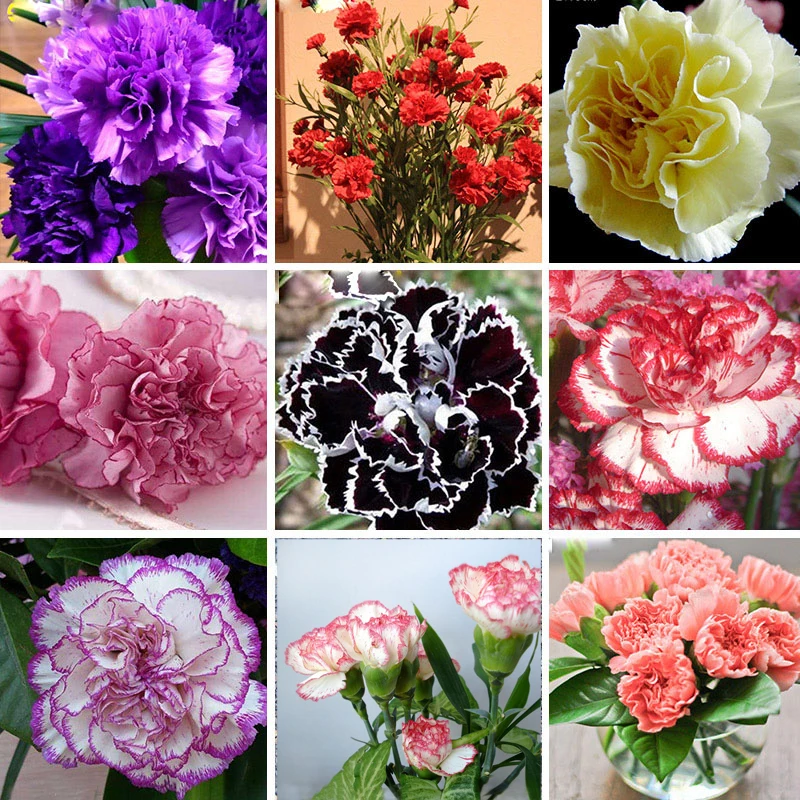 Buy 300 Pcs Carnation Seeds Multiple Colors Free Shipping
