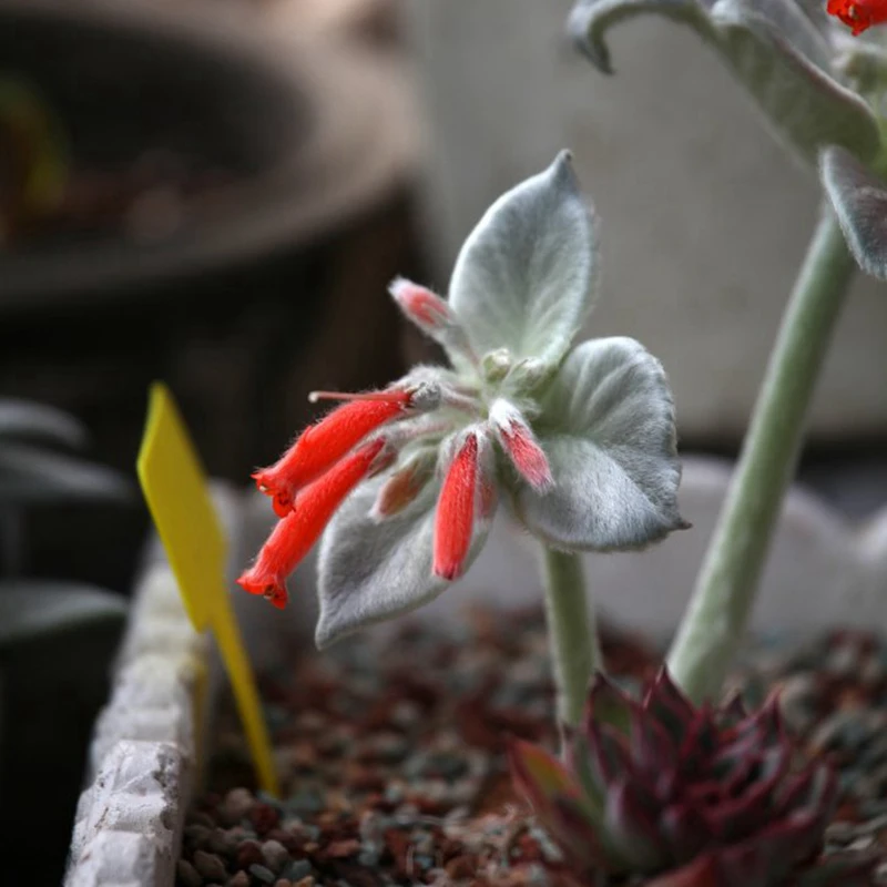 10Seed lot Canescens Seed Sinningia Rechsteineria Leucotricha Echeveria Diffractens Root Crops Bonsai Garden Supplies