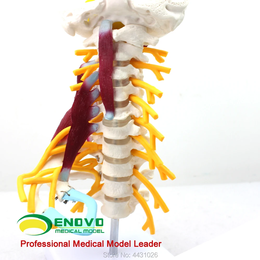 ENOVO A model of human bone specimen in the brachial plexus muscle model of the human cervical spine ENOVO A model of human bone specimen in the brachial plexus muscle model of the human cervical spine