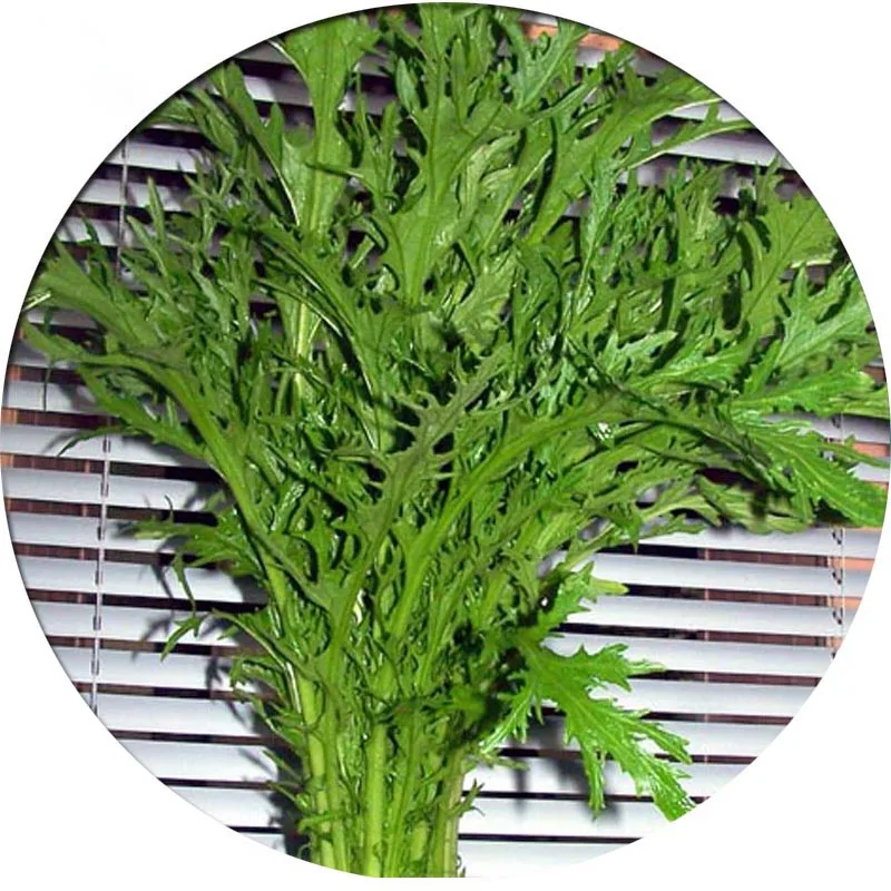 

200 pcs Mustard garden plants Bonsai organic fruit and vegetable