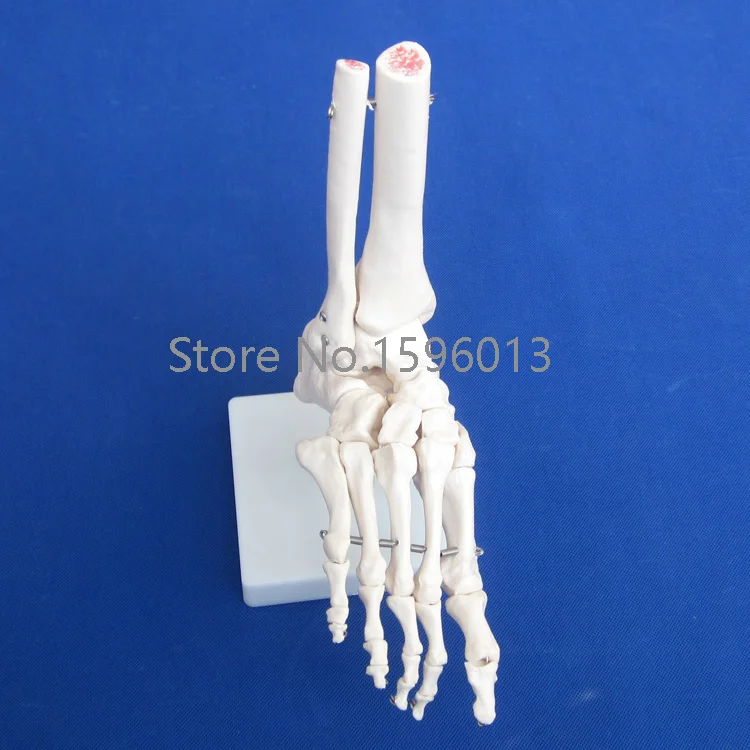

HOT Life-Size Foot Joint Model, Foot Skeleton Model