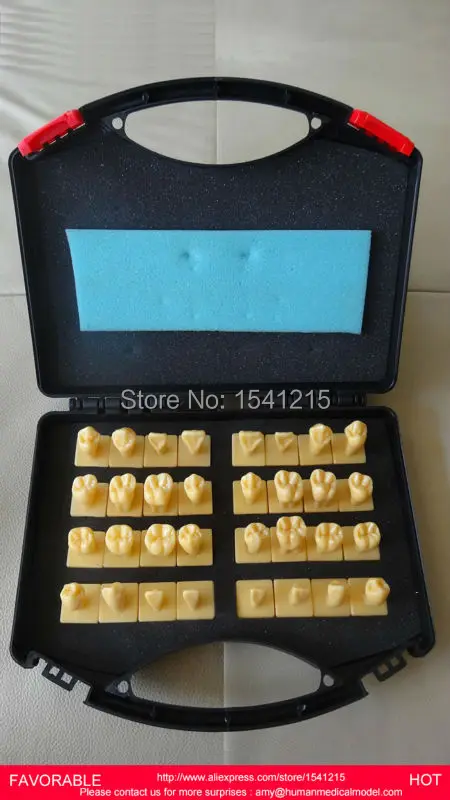 

MEDICAL ANATOMICAL TOOTH MODELS, MOUTH ORAL CARE ,DENTAL MODEL,TEETH ,2 TIMES CROWN TOOTH MODEL COMES WITH BASE-GASEN-DEN034