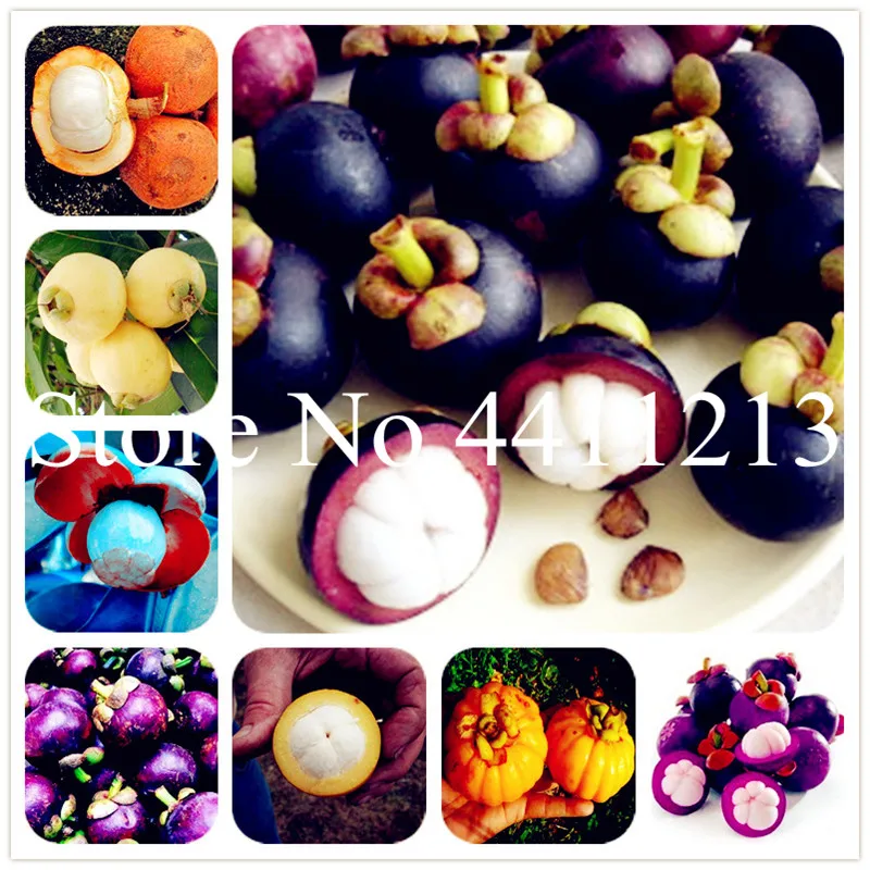 

Hot Sale 100 pcs/bag Mangosteen Fruit Mangosteen Bonsai Organic Heirloom Fruit Tree Plant Nutrient-Rich Queen Of Tropical Fruits
