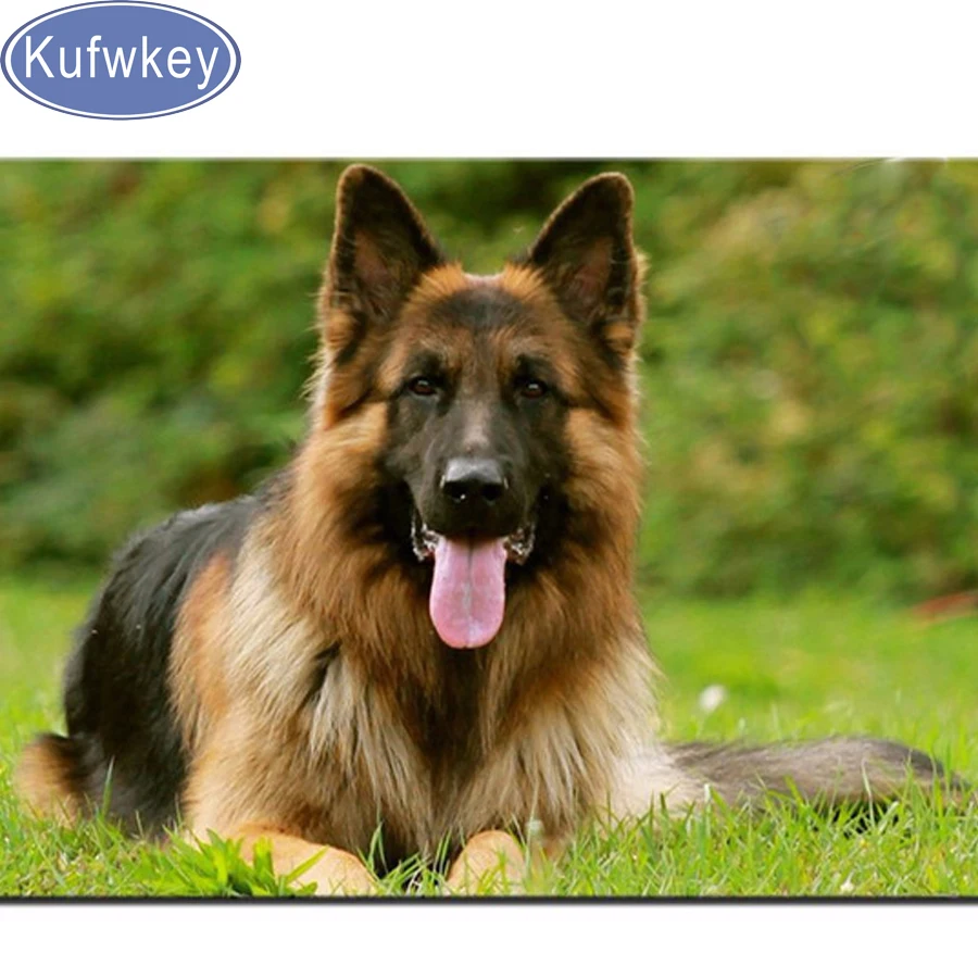 Accueil Cane Corso 61 Elevage Du Gilwesk