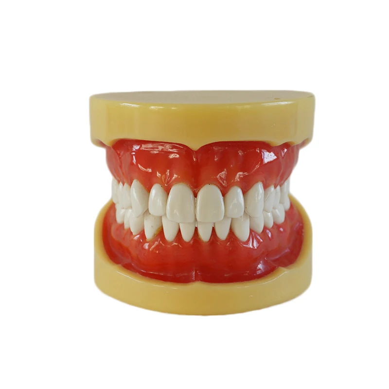 

1PC Dental Removable Standard Model Teeth Model with 28 teeth Without Articulator Hard Gum as shown in the photo