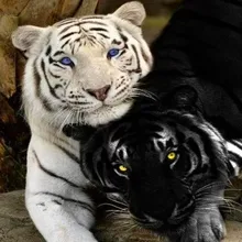 Черный и белый тигр Искусство Ручная роспись креативный цифровой самодельная картина маслом живопись по номерам 24 Цвета Пигмент кисть