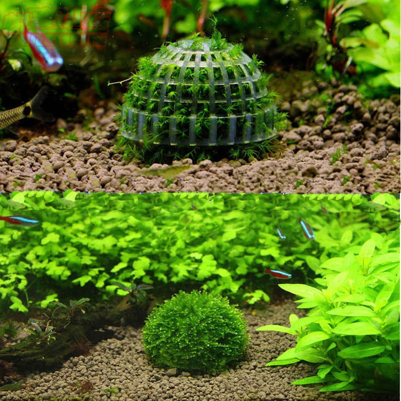moss bucephalandra sp holders for aquarium landscaping with mineral ball shrimp tank must have