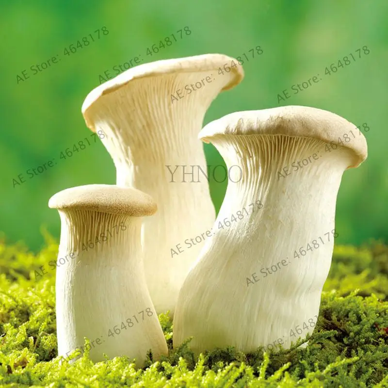1000Pcs Delicious Giant Mushroom Bonsai Organic Green Food Funny Succulent Edible Healthy Vegetable Plant For Happy Farm 1000Pcs Delicious Giant Mushroom Bonsai Organic Green Food Funny Succulent Edible Healthy Vegetable Plant For Happy Farm