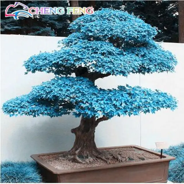 50 piezas de arce amarillo bonsai jardín planta árbol en el patio