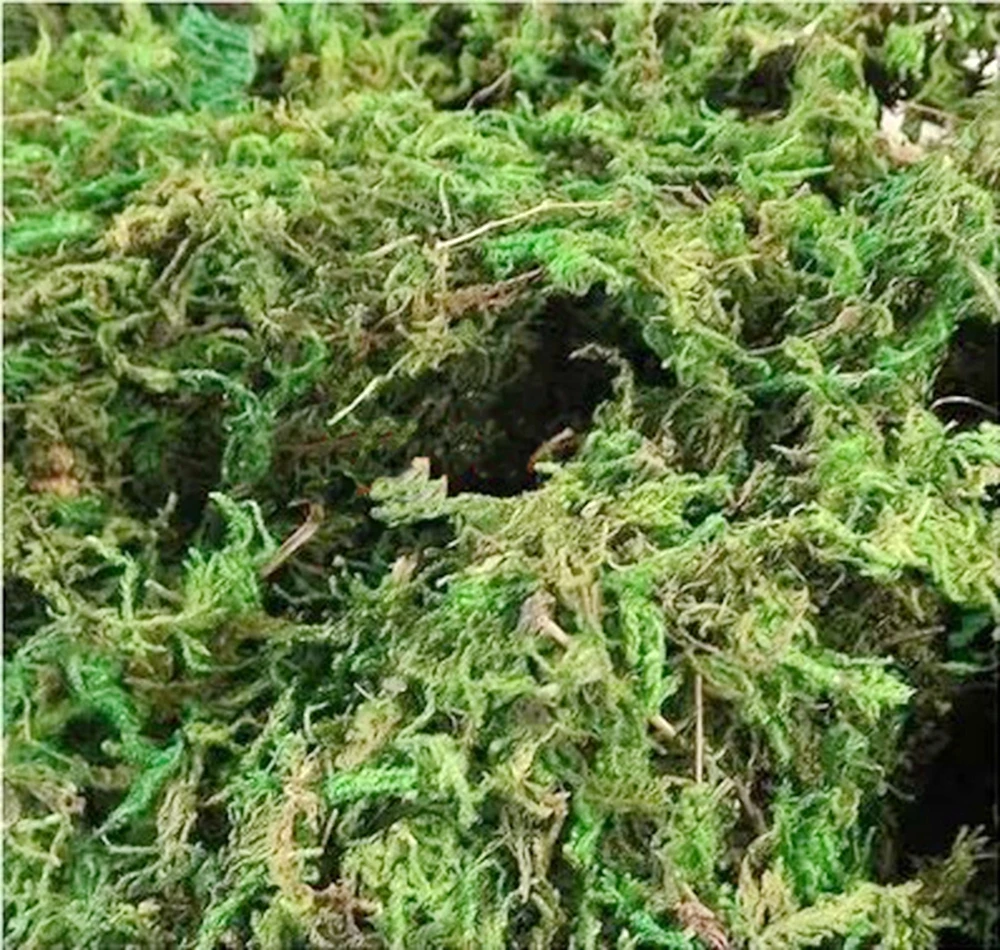 10g/bag Keep Dry Real Green Moss  Artificial Turf Silk Flower Pot Decoration 