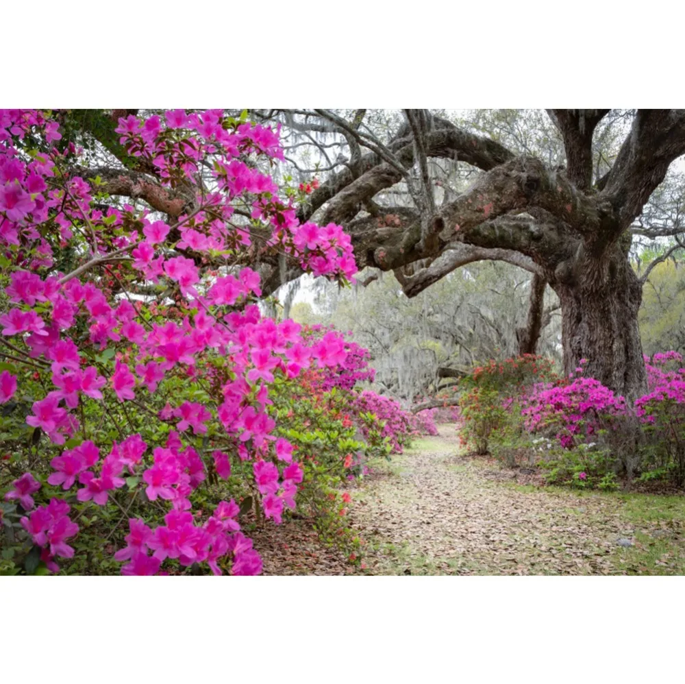 

Laeacco Spring Backdrops Old Tree Blooming Flowers Park Child Scenic Photographic Backgrounds For Photo Studio