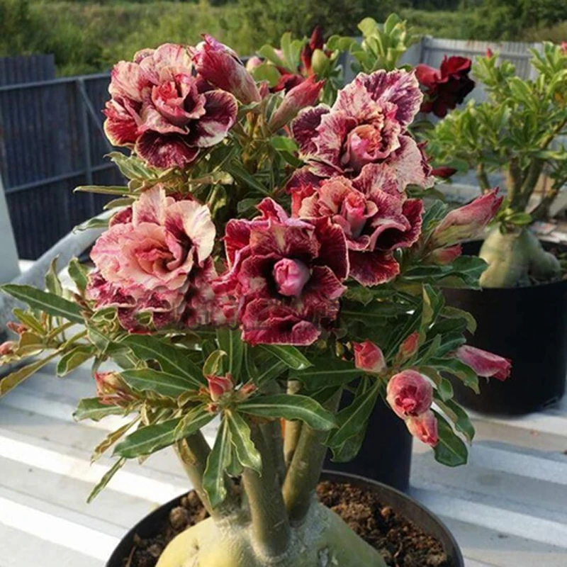 100% True New breed Thailand grafted double-petal desert rose Potted Home Garden Flowers Bonsai Plants Adenium Obesum 1 PCS 100% True New breed Thailand grafted double-petal desert rose Potted Home Garden Flowers Bonsai Plants Adenium Obesum 1 PCS