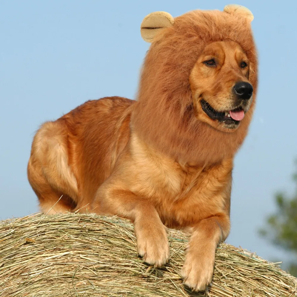 Download Fancy Pet Costume Adjustable Dog Lion Hair Mane Ears Head Cap Pet Halloween Festival Costume ...
