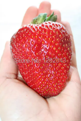 

New Arrival Limited Very Easy Pots Planters Sementes De Flores *new* * Giant* , Largest Fruit plants Everbearing 100pcs