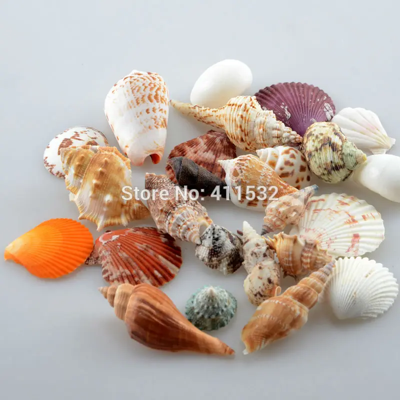 

25pcs Different Varieties Natural Conch Shell Sets Aquarium Ornament Fish Tank Landscape Sea Snail Home Decoration NL760
