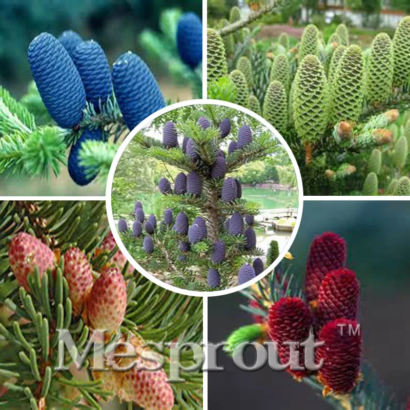 

10 pcs/bag Fir Bonsai,VKorean Fir,VAbies Koreana, Flower Bonsai, Tree Bonsai Natural Growth Outdoor Plant for Home Garden