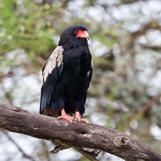 Tanzania. Male Bateleur Eagle at Tarangire NP. Poster Print by Ralph H. Bendjebar (34 x 34)