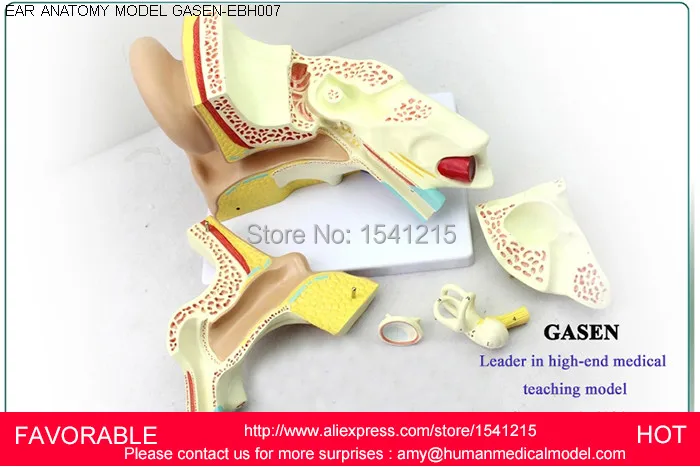 

LISTENING TEACHING MODEL,EAR ANATOMICAL MODEL,ANATOMY MODEL,AURICLE,HUMAN EAR EXTERNAL EAR MIDDLE EAR INNER GASEN-EBH007
